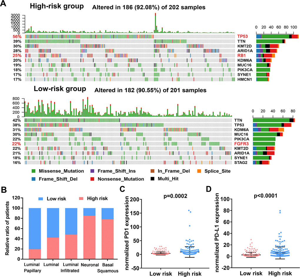 Variations in the mutation landscape and molecular features of the high and low-risk UBCs in TCGA-BLCA cohort. (A) Mutation landscapes of UBC samples in the low- and high-risk groups. (B) Association between the 10-genes risk model and molecular subtypes of UBC patients in the TCGA-BLCA dataset. (C, D) Normalized PD1 and PD-L1 gene expression profile in the low- and high-risk groups.