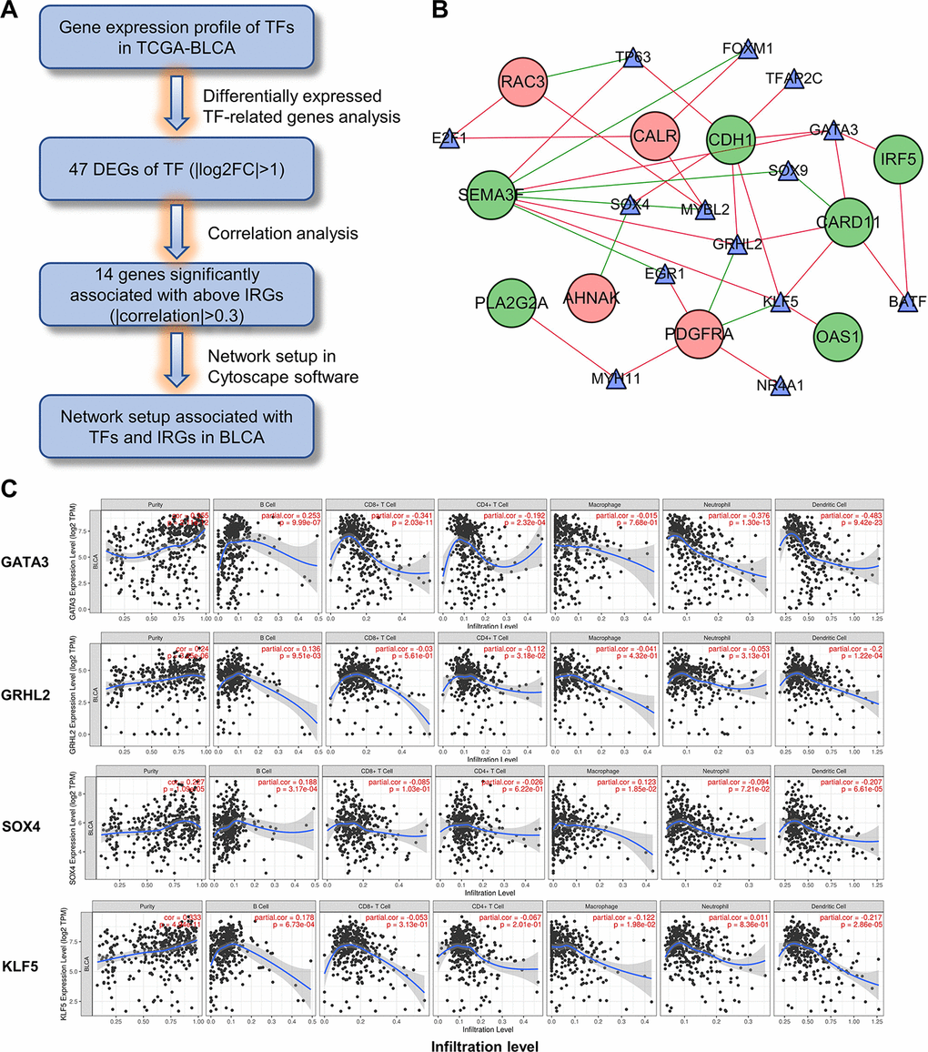 Construction of the TF-IRG network in UBC group. (A) Diagram showing the construction of regulatory network of TFs and genes in the immune-related risk signature. (B) Regulatory network of the differentially expressed TFs and IRGs. (C) Correlation of GATA3, GRHL2, SOX4 and KLF5 expression with immune cell infiltration level by TIMER in UBCs.