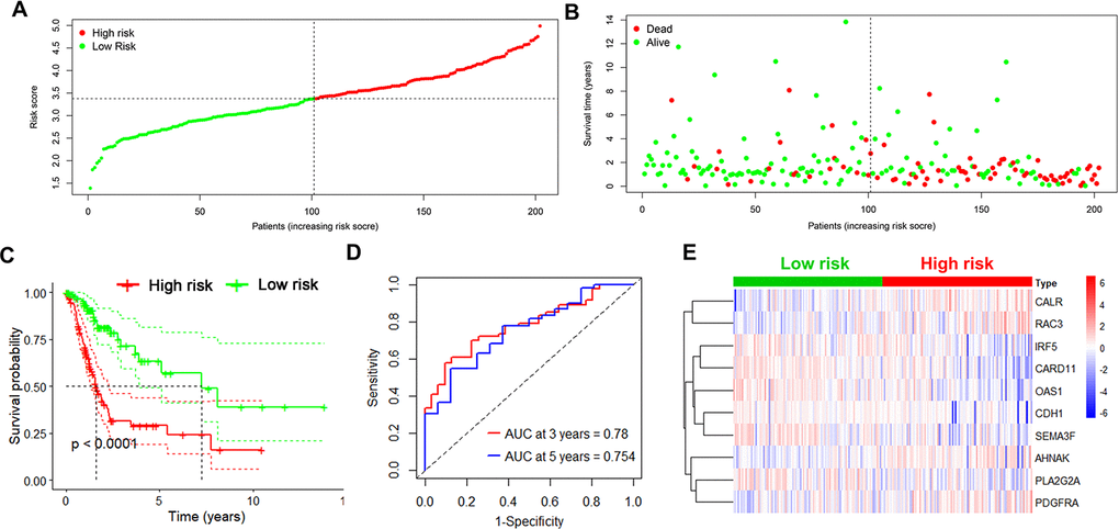 Identification of the 10-IRG risk model in the training set. (A, B) Risk score distribution and survival status of low-risk (green) (n=101) and high risk (red) UBC cases (n=101) in the training group. (C) Survival analysis of the high-risk UBC (n=101) and low-risk UBC (n=101) cases. (D) Time-dependent ROC curve analysis showing the 3-year (red) and 5-year (blue) survival of the 10 IRGs expression patterns. (E) Heat map showing expression level of risk genes in the high and low-risk BLCA patients in the training set.