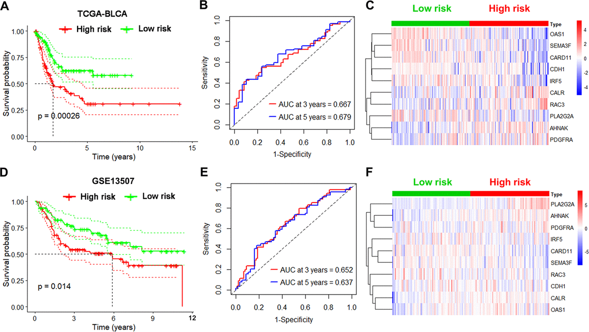 Validation of the immune-based risk model in the internal TCGA and external GEO testing cohorts. (A, D) Kaplan-Meier curve analysis of overall survival of high-risk UBC (n=101 for TCGA; n=83 for GSE13507) and low-risk UBC (n=100 for TCGA; n=82 for GSE13507) cases. (B, E) Time-dependent ROC curve analysis showing the 3-year and 5-year survival of the10 IRGs signature. (C, F) Heatmaps showing expression of the selected genes in the immune-based risk model.