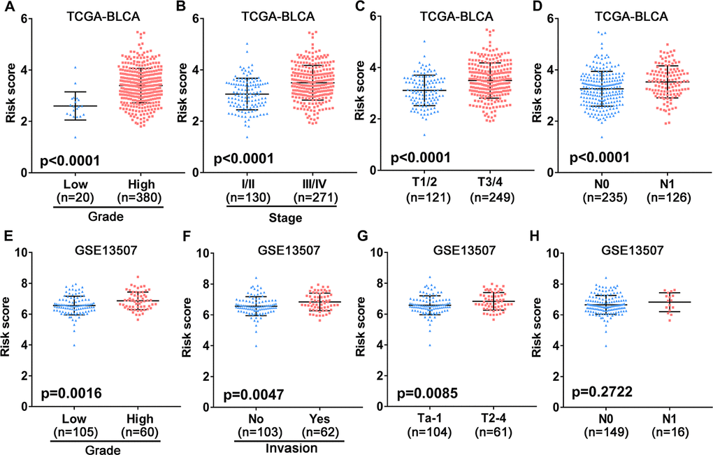 Association between the 10-gene risk model and clinicopathological factors. (A–D) Correlation of the risk score and clinicopathological factors including (A) grade, (B) clinical stage, (C) T stage, (D) N stage in the TCGA-BLCA patient cohort. (E–H) Association between the risk score and clinicopathological features including (E) histological grade, (F) invasive status, (G) T stage and (H) N stage in the GEO UBC patient cohort.