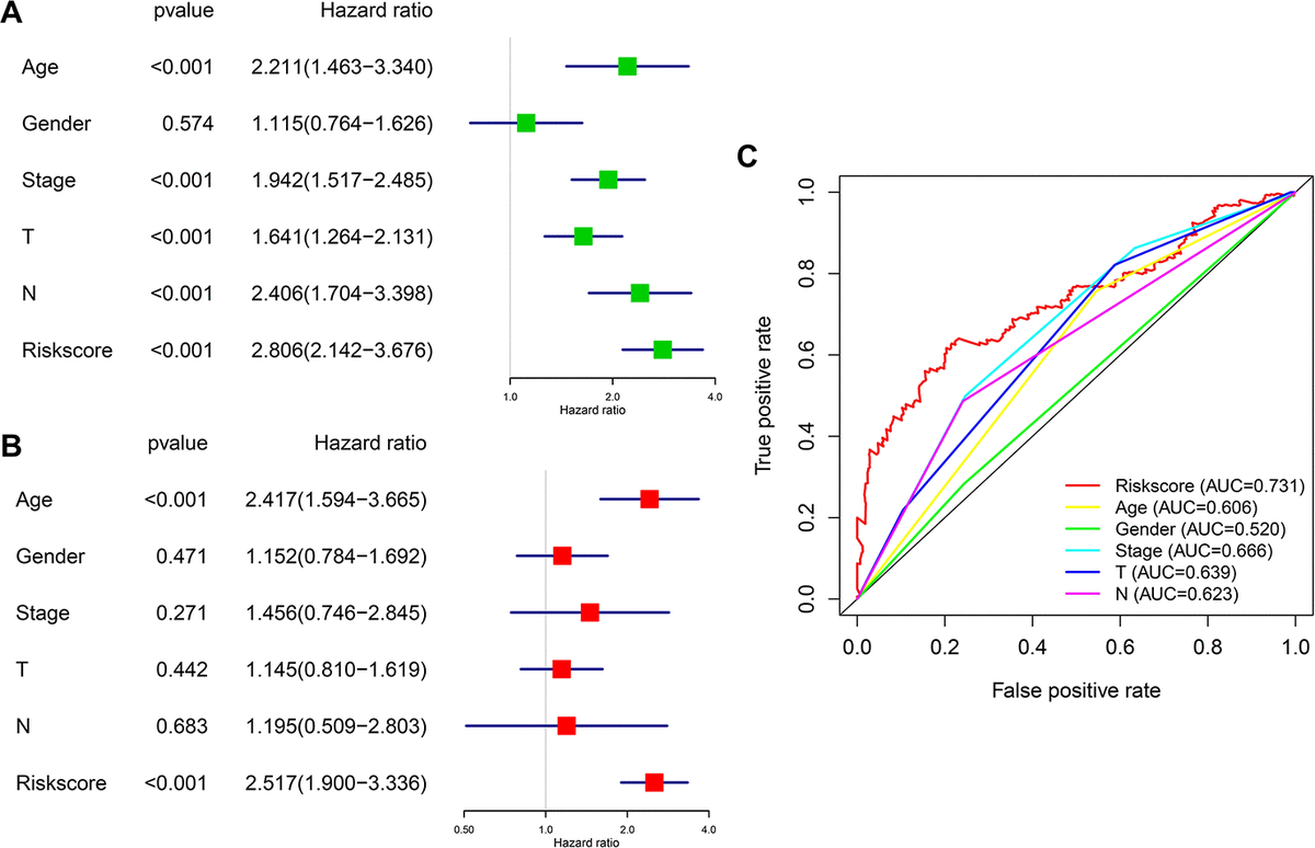 Prognostic significance and predictive accuracy of the immune-related risk model. (A, B) Univariate (A) and multivariate (B) Cox regression analyses of the risk scores of the clinical features for overall survival in TCGA-BLCA dataset. (C) ROC curve showing the specificity and sensitivity of the 10-gene signature risk score, age, gender clinical stage, T stage and lymph nodes status in predicting the OS of all UBC patients in the TCGA-BLCA dataset.