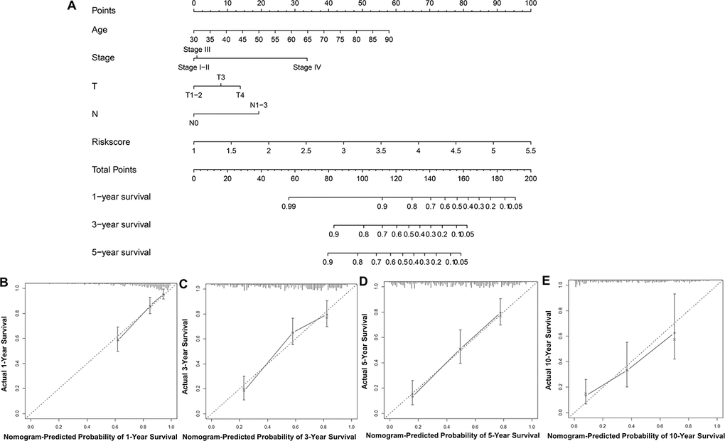 Construction and validation of a nomogram. (A) Nomogram for predicting the 1, 3, 5, and 10-year survival of UBC patients in the TCGA-BLCA cohort. (B–E) Calibration plot evaluating the consistency of the predicted value of the model and the probability of survival at 1, 3, 5, and 10 years obtained using the aforementioned nomogram.