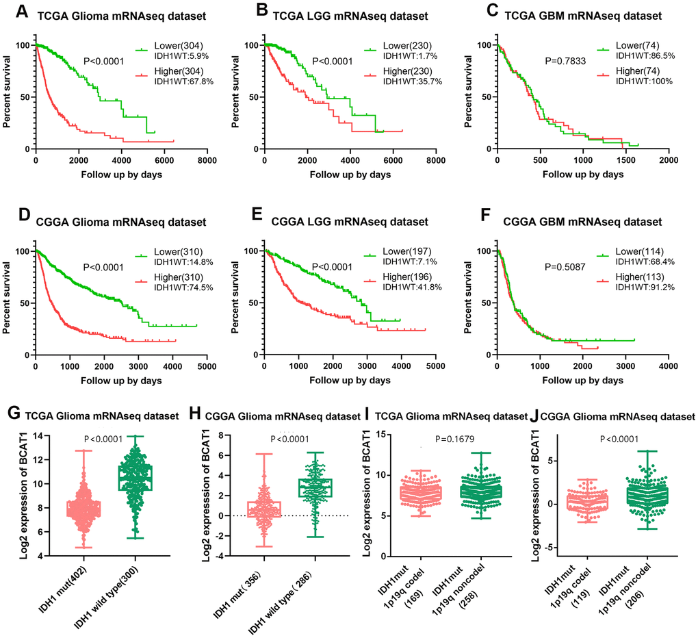 High BCAT1 expression represents poor survival of IDH1 wild-type glioma patients. Representative survival plots of BCAT1 in glioma patients with IDH wild-type proportion attached from TCGA (A–C) and CGGA (D–F) datasets. (G, H) Boxplots showing the distribution of BCAT1 expression in glioma patients according to IDH1 status from TCGA and CGGA datasets. (I, J) Boxplots showing the distribution of BCAT1 expression in IDH1 mutant, 1p19q codeleted glioma patients and IDH1 mutant, 1p19q non codeleted glioma patients from TCGA and CGGA datasets.