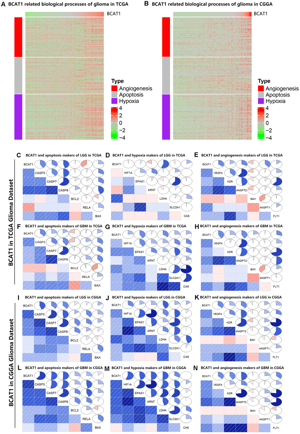 BCAT1 is correlated with apoptosis, hypoxia and angiogenesis processes in gliomas. (A, B) Heatmaps showing the expression patterns of angiogenesis, apoptosis and hypoxia markers in glioma patients according to BCAT1 expression based on TCGA and CGGA datasets. (C–E) The relation between BCAT1 expression and apoptosis, hypoxia and angiogenesis markers in LGG of TCGA dataset. (F–H) The relation between BCAT1 expression and apoptosis, hypoxia and angiogenesis markers in GBM of TCGA dataset. (I–K) The relation between BCAT1 and apoptosis, hypoxia and angiogenesis markers in LGG of CGGA dataset. (L–N) The relation between BCAT1 and apoptosis, hypoxia and angiogenesis markers in GBM of CGGA dataset.