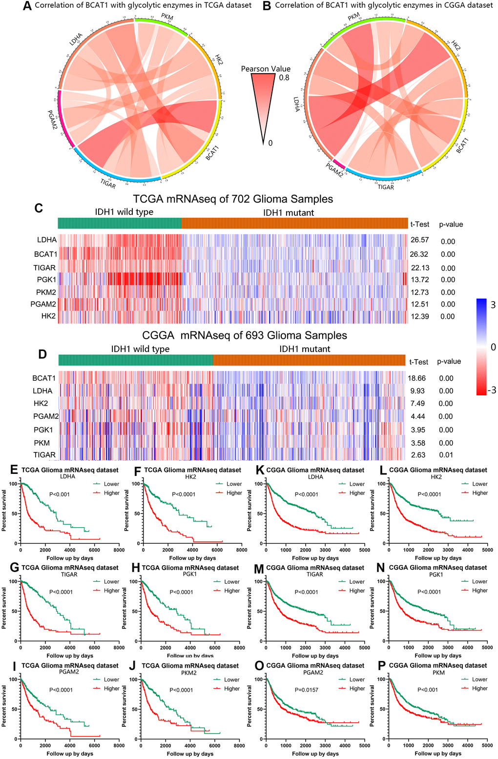 BCAT1 is correlated with glycolysis process in gliomas. (A, B) The correlation of BCAT1 with glycolytic enzymes in TCGA and CGGA datasets. (C, D) Heatmap showing the mRNA expression of BCAT1 and related glycolytic enzymes in IDH1 wild-type and mutant gliomas based on TCGA and CGGA datasets. (E–J) Survival plots for BCAT1 correlated glycolytic enzymes in TCGA glioma patients. (K–P) Survival plots for BCAT1 correlated glycolytic enzymes in CGGA glioma patients.