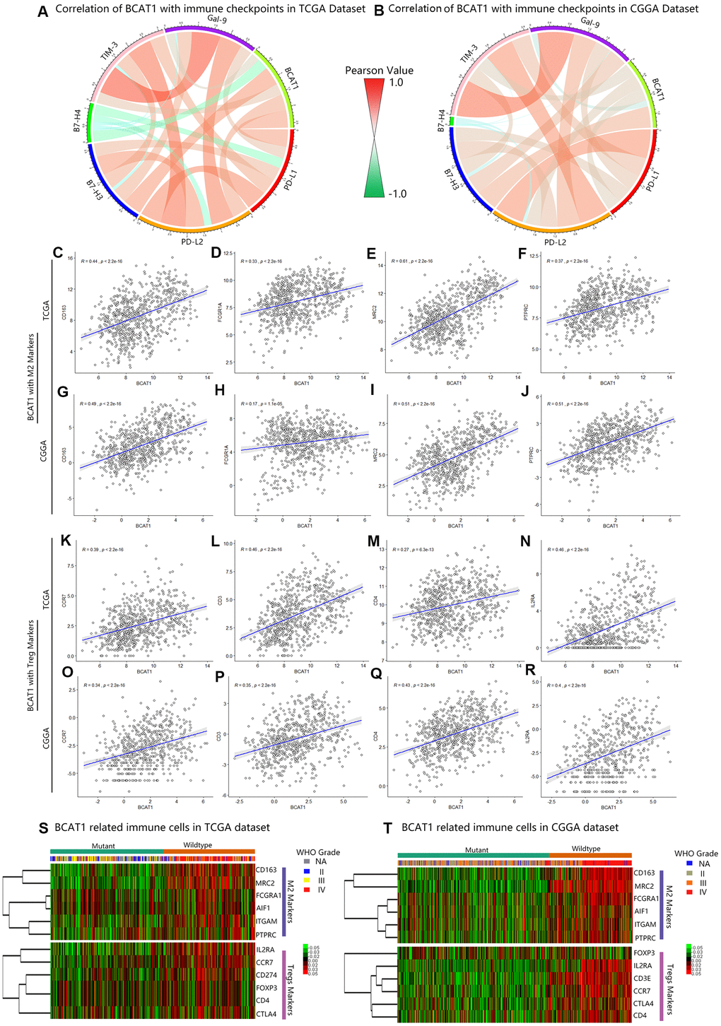 BCAT1 is correlated with immunosuppressive status in gliomas. (A, B) The correlation between BCAT1 and immune checkpoints in the TCGA and CGGA datasets. (C–F) The correlation between BCAT1 and M2 markers in the TCGA dataset and (G–J) CGGA dataset. (K–N) The correlation between BCAT1 and Treg markers in the TCGA dataset and (O–R) CGGA dataset. (S, T) Heatmap showing the mRNA expression pattern of BCAT1 related immune cell markers in the TCGA and CGGA datasets, shown respectively for IDH1 mutant and wild-type gliomas and for glioma grades.