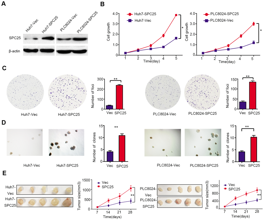 Functional analysis of SPC25 overexpression in HCC cells. (A) The protein levels of SPC25 were detected by western blot analysis in SPC25 or vector-transfected cells. β-actin was used as an endogenous control. (B) CCK-8 assays, (C) colony formation, and (D) non-adherent colony formation assays demonstrated that overexpression of SPC25 promoted proliferation of Huh7 and PLC8024. (E) Images of xenograft tumors derived from SPC25-transfected cells and their vectors in nude mice. Tumor sizes were compared in the right chart. (*P 