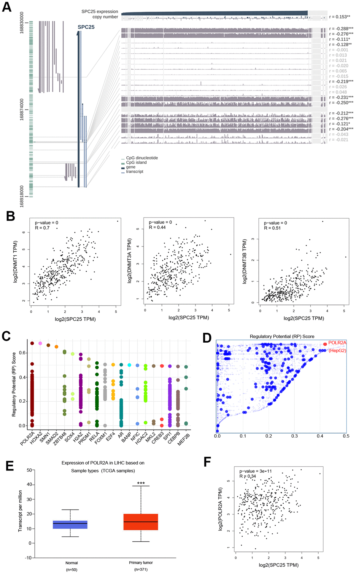 DNA methylation modification and transcription factors associated with SPC25 in HCC. (A) SPC25 DNA methylation modification in HCC. (B) Correlation between SPC25 mRNA expression and DNA methyltransferase (DNMT) expression. (C) Top 20 transcription factors (TFs) that potentially regulate SPC25 in HCC. (D) TFs with high regulatory potential in HepG2 cell lines (10k distance to transcription start site, TSS). (E) POLR2A mRNA expression is significantly higher in HCC samples than in normal samples. (F) Correlation between SPC25 and POLR2A mRNA expression. (*P 