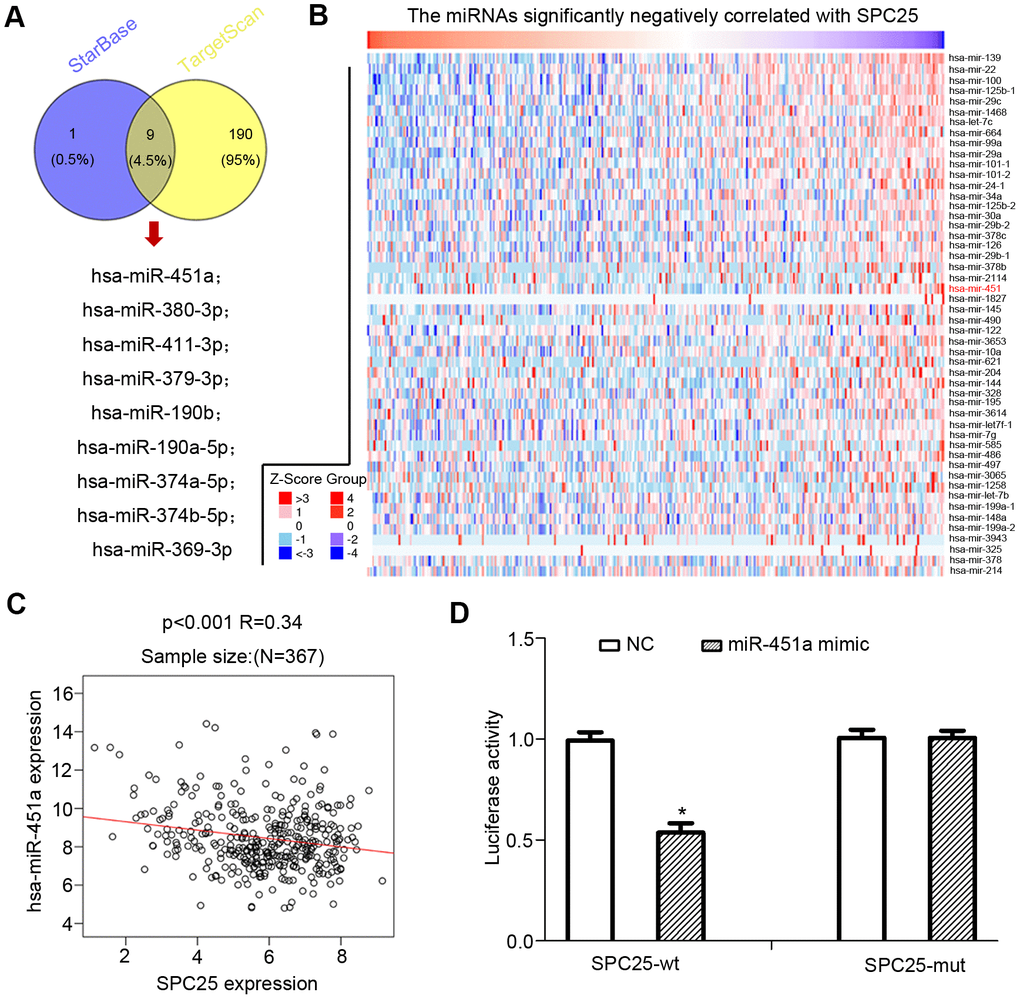 miRNAs that down-regulated SPC25 expression in HCC. (A) Two miRNA prediction datasets, starBase, and Targetscan were used to predict miRNAs that may bind to SPC25 mRNA. (B) miRNAs negatively correlated with SPC25 mRNA expression (data from Linkomics). (C) Correlation between SPC25 mRNA and miR-451 expression. (D) Dual-luciferase reporter assay for confirmation of the targeting relationship between miR-451a and SPC25; *P 