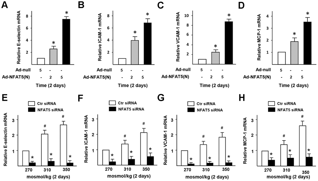 High-salt induces the dysfunction of monocytes adhesion and infiltration in ECs via NFAT5. (A–D) mRNA expression of adhesive molecules (E-selectin, ICAM-1, VCAM-1, and MCP-1) in HUVECs that treated by Ad-null or Ad-NFAT5. (E–H) mRNA expression of adhesive molecules (E-selectin, ICAM-1, VCAM-1, and MCP-1) in HUVECs that transfected by Ctr siRNA or NFAT5 siRNA under high-salt condition. All data were presented as mean ± SEM, N≥3. *p 