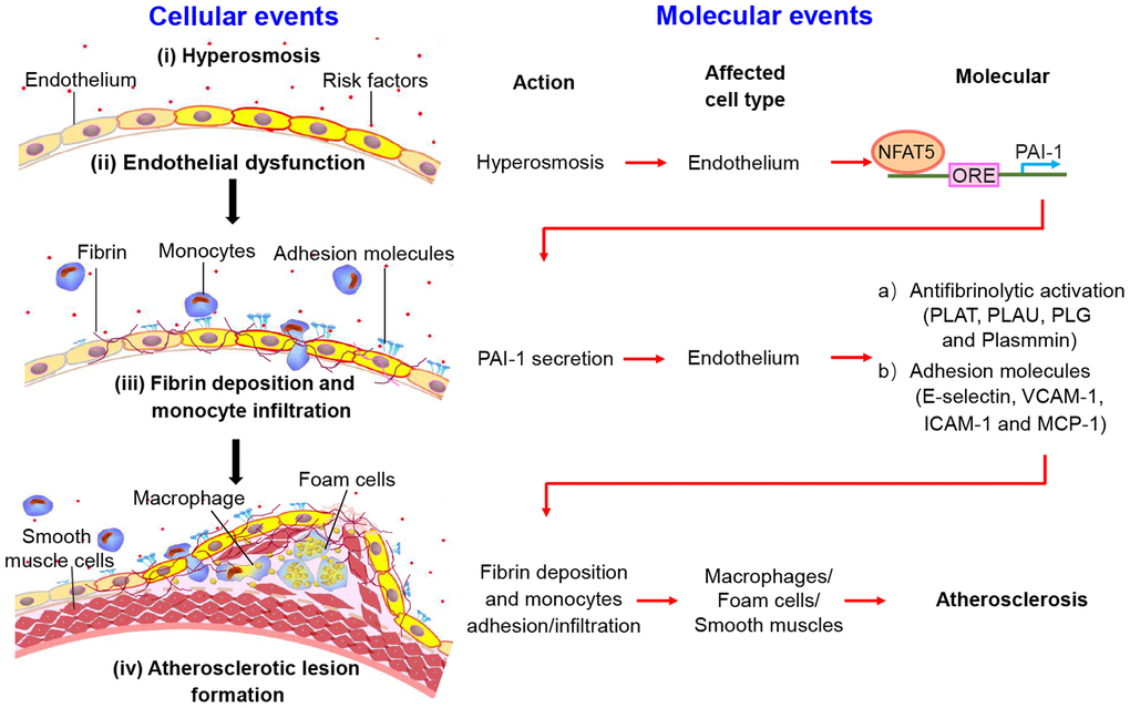 The schematic diagram shows the process of fibrin deposition, macrophage infiltration and atherosclerosis formation. Stage I: Hypertonicity → NFAT5-dependent PAI-1 gene transcription → PAI-1 secretion. Stage II: PAI-1 secretion → Antifibrinolytic activation/adhesive molecules → Fibrin deposition/monocytes adhesion and infiltration. Stage III: Endothelial dysfunction leads to fibrin deposition, macrophage-driven foam cells and phenotype conversion of smooth muscle cells, contributing to the formation of atherosclerotic plaque.