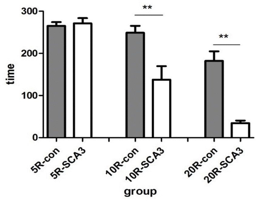 SCA3/MJD mice fail in the accelerated rotarod test. All animals managed to stay on a rod rotating at constant speed (5rpm) for about 5 min. When the rotation was accelerated to 10 rpm and 20 rpm, latency to fall from the test apparatus was significantly reduced in SCA3/MJD mice (p