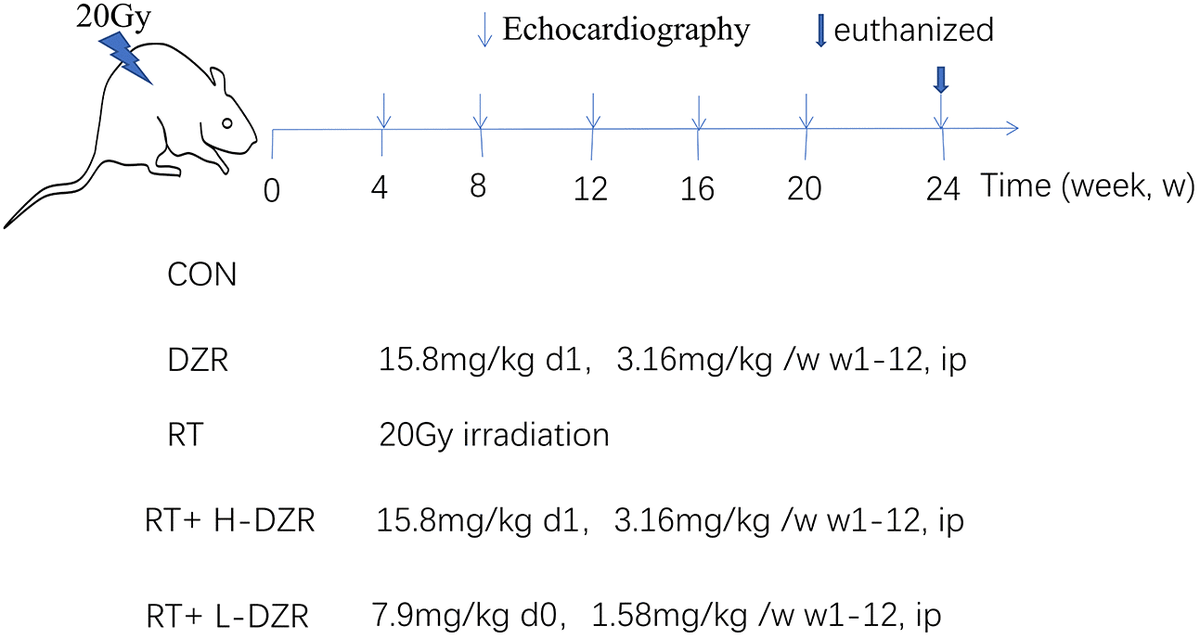 Dexrazoxane treatment. A single 20 Gy dose was administered to the entire rat heart to simulate RIHD; DZR treatment was administered for 12 weeks post-irradiation. Three randomly selected rats from each group were monitored using high-frequency echocardiography at 4, 8, 12, 16, 20, and 24 weeks post irradiation. All rats were euthanized at 24 weeks; serum and heart tissue samples were collected.
