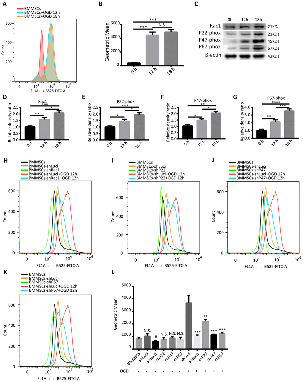 Silencing Rac1, p22-phox, p47-phox, or p67-phox reduces OGD-induced ROS production. (A) Intracellular ROS production, as measured by flow cytometry analysis of DCFH-DA probe fluorescence. (B) ROS production after 0 h, 12 h and 18 h OGD treatment. ROS production was notably increased after an OGD. (N.S. no significance, ***P C–G) Rac1, p22-phox, p47-phox, and p67-phox protein expressions in wild type BMMSCs after exposing to different durations of OGD (0 h, 12 h, or 18 h). (*P H–K) Representation of flow cytometric histograms of different transfected BMMSCs and parental BMMSCs with or without an OGD 12 h stimulation. (L) Statistical graph showing ROS production of different BMMSCs cell lines under different hypoxia stimulation conditions. In comparison to shLuci, the other lentiviruses showed reduced ROS production to varying degrees. (N.S. no significance versus BMMSCs group, #P 