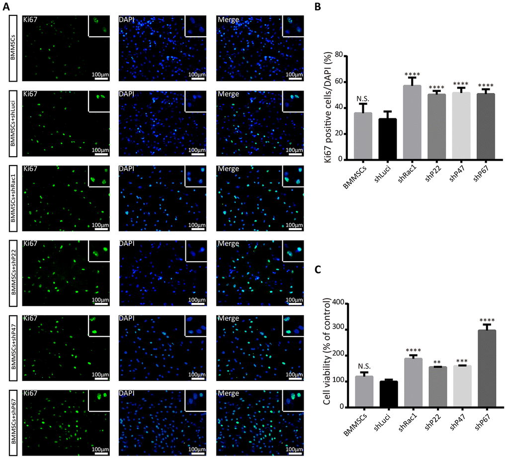 Silencing Rac1, p22-phox, p47-phox, or p67-phox promotes BMMSCs proliferation and viability after an OGD treatment. (A) Images representing Ki67 (green) expression in modified BMMSCs (transfected with shRac1, shP22, shP47, shP67, shLuci) and wild type BMMSCs, and counterstained with DAPI (blue). In comparison with the shLuci-transfected cells, other BMMSCs cell lines showed more Ki67(+) cells. The upper right corner insert shows a zoomed-in image of the local area with scale bar of 100μm. (B) The Ki67(+)/DAPI ratio was higher for BMMSCs transfected with shRac1, shP22, shP47, or shP67. (N.S. no significance, ****P C) BMMSCs viability, as measured by the CCK-8 assay, showed improved BMMSCs survival after transfection with shRac1, shP22, shP47, or shP67 lentivirus. (N.S. no significance, **P 