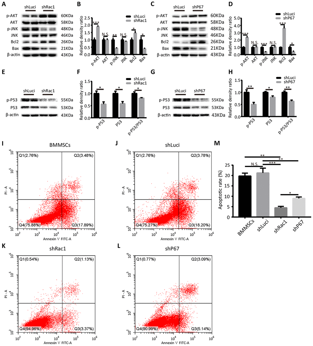 shRac1 and shP67 transfection reduce cell death/apoptosis. (A, B) Quantification of pro-apoptotic (p-JNK, JNK, Bax) and anti-apoptotic (p-AKT, AKT, Bcl-2) protein expressions in shRac1 and shLuci BMMSCs post-OGD 12 h. β-actin was used as the housekeeping protein. (N.S. no significance, *P C, D) Pro-apoptotic (p-JNK, JNK, and Bax) and anti-apoptotic (p-AKT, AKT, and Bcl-2) protein expressions in shP67 and shLuci BMMSCs post-OGD 12 h, β-actin was used as the housekeeping protein. (N.S. no significance, *P E–H) p53 expression and activation as reflected by total and phospho-p53 protein expressions. In shRac1- and shP67-transfected BMMSCs post-OGD treatment, p53 expression and activity were found to be decreased. (N.S. no significance, *P I–M) Flow cytometry measured apoptosis of shLuci, shRac1, shP67 BMMSCs and wild type BMMSCs. In comparison with shLuci, shP67 and wild type BMMSCs, shRac1 BMMSCs showed better anti-apoptotic ability. (N.S. no significance, *P 