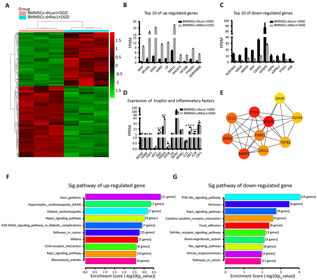 Identifying changes in gene expression in the shRac1-modified BMMSCs after an OGD treatment. (A) The relative gene expressions in BMMSCs-shLuci+OGD and BMMSCs-shRac1+OGD samples. The ordinate represents genes, and the abscissa indicates samples classification. Red color indicates higher expression, and green color indicates lower expression. (B, C) The top 10 up-regulated and down-regulated genes when comparing BMMSCs-shRac1+OGD with BMMSCs-shLuci+OGD. (D) The expressions of trophic (NGF, VEGFA, EPOR, and FGF-1) were significantly increased but with inflammatory factors (IL-18 and CSF-1) decreasing significantly in BMMSCs-shRac1 cells. (E) Hub gene network. (F, G) The KEGG enrichment pathway analysis of BMMSCs-shLuci+OGD and BMMSCs-shRac1+OGD RNA-Seq data, enrichment scores ranked from the highest to the lowest. Data are presented as mean ± SD.