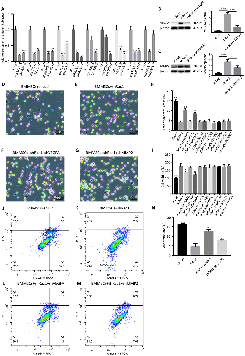 shVEGFA and shMMP-2 attenuate the shRac1-mediated effects in BMMSCs. (A) qRT-PCR analysis confirmed shRNA knockdown of each hub gene. (N.S. no significance, *P B, C) VEGFA and MMP2 protein expression in shLuci, shRac1, shRac1-shVEGFA and/or shRac1-shMMP2 BMMSCs post-OGD 12 h, β-actin was used as the housekeeping protein. (*P D–G) Images showing trypan blue-stained shLuci, shRac1, shRac1+shVEGFA, and shRac1+shMMP-2 cells captured under a bright field microscope with scale bar of 100 μm. (H) Quantitative analyses of trypan blue staining showing increased apoptotic rate of BMMSCs-shRac1 co-transfected with shVEGFA or shMMP-2 lentiviruses in comparison with the BMMSCs transfected with shRac1 alone. (N.S. no significance, *P I) BMMSCs-shRac1 survival was attenuated by the co-transfection of shVEGFA and shMMP-2 lentiviruses, but not by other shRNA, as measured by the CCK-8 analysis (N.S. no significance, *P J–N) Flow cytometry measured apoptosis of different BMMSCs cell lines. Data further show anti-apoptosis effect of BMMSCs-shRac1 can be weakened by shVEGFA or shMMP-2 co-transfection. (*P 
