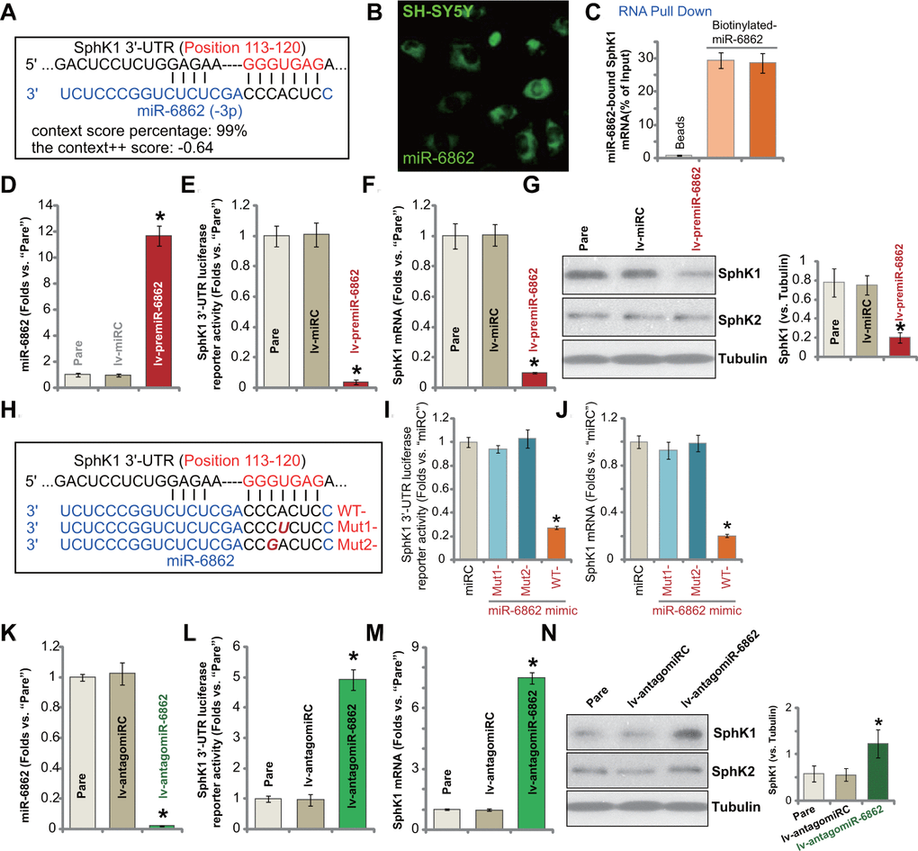 miR-6862 directly binds to and silences SphK1 in SH-SY5Y neuronal cells. miRNA-6862 putatively targets SphK1 mRNA 3’-UTR (untranslated region, at position of 113-120) (A). miRNA-6862 (fluorescence-tagged) locates in the cytoplasm of SH-SY5Y cells (B). RNA pull down showed a directing binding between biotinylated-miR-6862 and SphK1 mRNA in SH-SY5Y cells (C); Stable SH-SY5Y cells with the lentiviral construct encoding the premiR-6862 sequence (lv-premiR-6862) or the nonsense miRNA sequence (lv-miRC) were established, expression of listed genes (mRNA and protein) was shown (D, F, G). The relative SphK1 3’-UTR luciferase reporter activity was tested as well (E). SH-SY5Y cells were transfected with 500 nM of wile-type (“WT-“) or the mutant (“Mut1-”/“Mut2-”) miRNA-6862 mimics (sequences were listed in H), control cells were transfected with nonsense control miRNA (“miRC”), after 48h the relative SphK1 3’-UTR luciferase reporter activity (I) and SphK1 mRNA expression (J) were tested. Stable SH-SY5Y cells with the lentiviral construct encoding the anti-sense of premiR-6862 (lv-antagomiR-6862) or the anti-sense control sequence (lv-antagomiRC) were established, expression of listed genes was shown (K–N). The relative SphK1 3’-UTR luciferase reporter activity was tested as well (L). “Pare” stands for the parental control cells (same for all Figures). Data were presented as mean ± standard deviation (SD, n=5). * P 