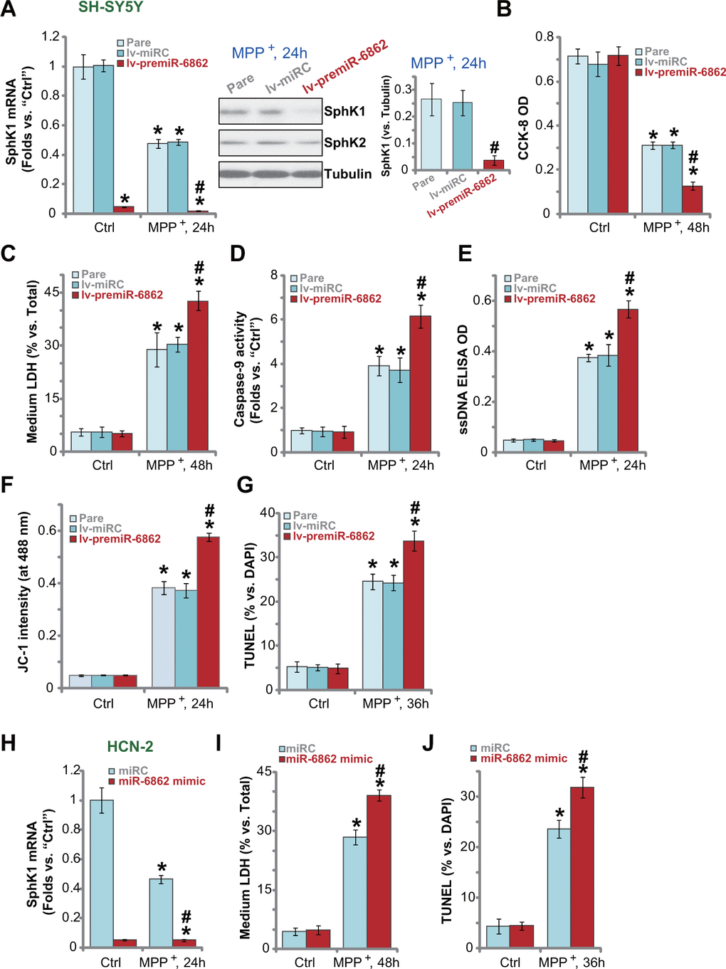 miR-6862 overexpression augments MPP+-induced neuronal cell death. Parental control SH-SY5Y cells (“Pare”) as well as stable SH-SY5Y cells, with the lentiviral construct encoding the premiR-6862 sequence (lv-premiR-6862) or the nonsense miRNA sequence (lv-miRC), were treated with or without MPP+ (3 mM), cells were then cultured for applied time periods, SphK1 mRNA and protein expression was tested (A); Cell viability and death were tested by CCK-8 assay (D) and LDH release assay (E), respectively; Caspase-9 activation (D), single strand DNA (ssDNA) contents (E) and mitochondrial depolarization (JC-1 dye assay, F) were tested, with cell apoptosis tested by nuclear TUNEL staining assay (G). HCN-2 neuronal cells were transfected with 500 nM of miR-6862 mimic or the miR control mimic (“miRC”) for 48h. Cells were then treated with or without MPP+ (3 mM) and cultured for indicated time periods, SphK1 mRNA expression (H), medium LDH contents (I), and cell apoptosis (by recording TUNEL-positive nuclei, (J) were tested. Bars stand for mean ± standard deviation (SD, n=5). * P #P + treatment in “Pare” cells or “miRC” cells. Experiments in this figure were repeated five times, with the similar results obtained.