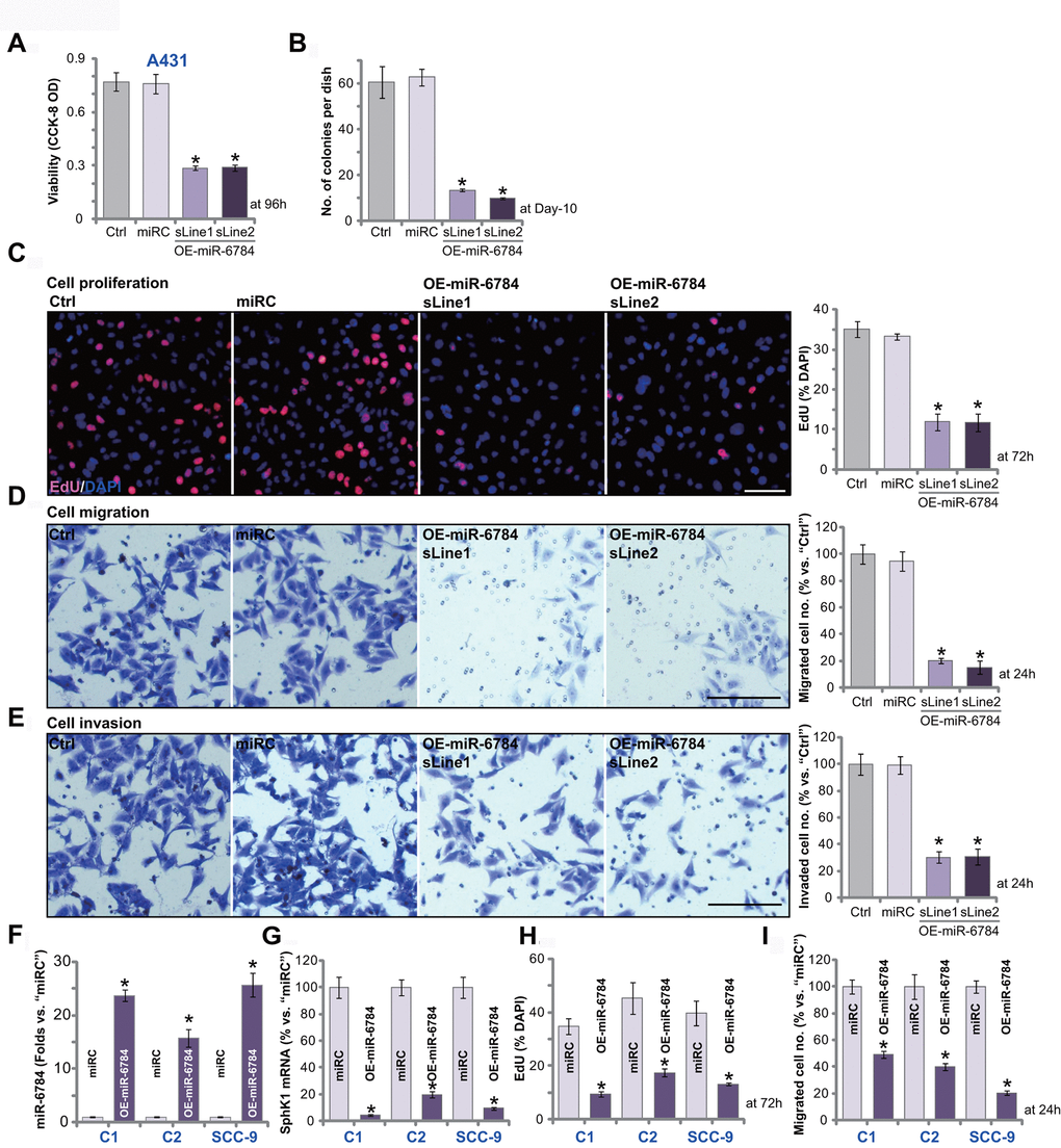miR-6784 overexpression exerts significant anti-skin SCC cell activity. A431 cells (A–E), primary skin SCC cells (“C1”/“C2”, F–I), SCC-9 cells (F–I) expressing the lentiviral construct encoding pre-miR-6784 (“OE-miR-6784”) or the nonsense control microRNA sequence (“miRC”), were established. Cells were cultured for applied time periods, cellular functions, including cell viability (A), colony formation (B), cell proliferation (C, H), migration (D, I), and invasion (E) were tested by the appropriate assays. Expression of miR-6874 (F), SphK1 mRNA (G) in “C1”/“C2” cells, and SCC-9 cells was examined as well. Data were presented as mean ± standard deviation (SD, n=5). Experiments in this study were repeated three times with similar results obtained. *pvs. “miRC” cells. Scale bar=100 μm (C–E).