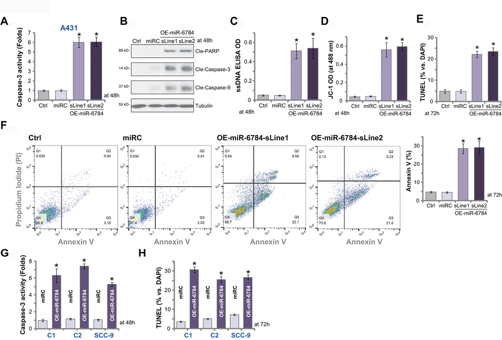 miR-6784 overexpression induces apoptosis activation in skin SCC cells. A431 cells (A–F), primary skin SCC cells (“C1”/“C2”, G, H), and SCC-9 cells (G, H) expressing the lentiviral construct encoding pre-miR-6784 (“OE-miR-6784”) or the nonsense control microRNA sequence (“miRC”) were established. Cells were cultured for applied time periods, caspase and apoptosis activation were tested by mentioned appropriate assays. Data were presented as mean ± standard deviation (SD, n=5). Experiments in this study were repeated three times with similar results obtained. *pvs. “miRC” cells.