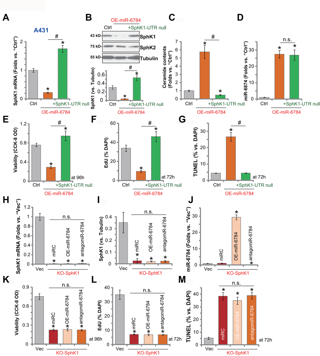 miR-6784-induced anti-A431 cell activity is due to SphK1 silencing. The miR-6784-overexpressed A431 cells (OE-miR-6784-sLine1) were further transduced with or without an UTR-null SphK1 construct (“+SphK1-UTR null”), and stable cells were established with puromycin selection; Control cells were the parental control cells (“Ctrl”); Expression SphK1/2 and miR-6784 was shown (A, B, D); Cellular ceramide contents were tested (C); Cells were further cultured for applied time periods; Cell viability, proliferation, and apoptosis were tested by CCK-8 (E), EdU staining (F), and TUNEL staining (G) assays, respectively. Stable A431 cells with the CRISPR-Cas9-SphK1-KO-GFP construct (“KO-SphK1”) were further infected with lv-antagomiR-6784 (“antagomiR-6784”), lv-pre-miR-6784 (“OE-miR-6784”), or nonsense control miRNA sequence (“miRC”) for 48h, and puromycin was added to select stable cells. Control cells were transduced with empty vector (“Vec”); Expressions of SphK1 and miR-6784 were shown and results were quantified (H–J); Cells were further cultured for applied time periods, cell viability (K), proliferation (L), and apoptosis (M) were tested similarly. Data were presented as mean ± standard deviation (SD, n=5). Experiments in this study were repeated three times with similar results obtained. *pvs.“Ctrl”/“Vec” cells. #p