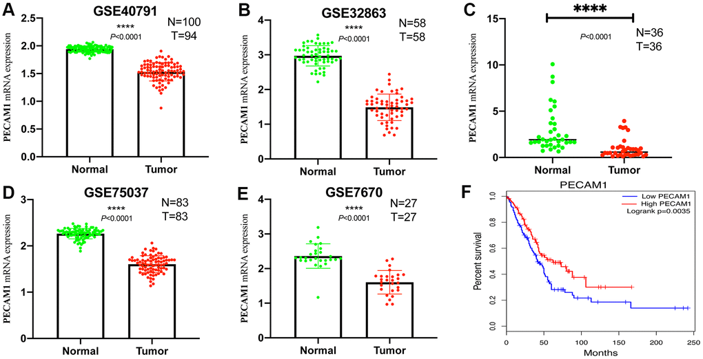 Comparison of PECAM1 mRNA levels in normal lung tissues and LUAD tissues across four analyses of LUAD. (A–D) Each study showed that the PECAM1 mRNA expression levels in normal lung tissues were significantly higher than those in LUAD tissues. (E) qRT-PCR analysis of PECAM1 mRNA expression in 47 pairs of LUAD tissues and adjacent nontumor tissues. (F) Kaplan-Meier curve of the relationship between PECAM1 mRNA expression and the prognosis of LUAD patients based on the TCGA database.