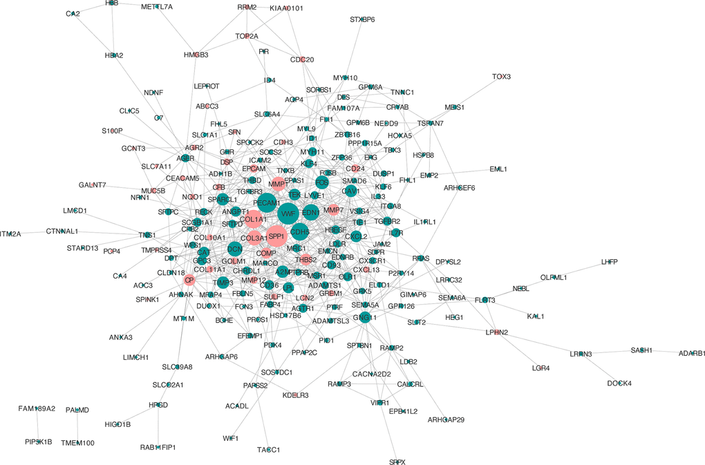 PPI network analysis of the overlapping DEGs. Red nodes, upregulated genes; green nodes, downregulated genes.