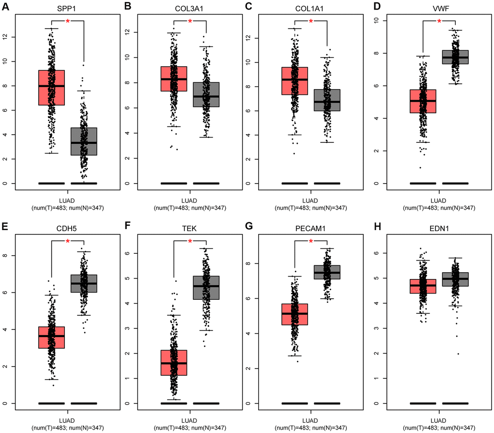 Expression levels of eight hub genes in human lung adenocarcinoma. (A) SPP1; (B) COL3A1; (C) COL1A1; (D) VWF; (E) CDH5; (F) TEK; (G) PECAM1; and (H) EDN1. The gray and red boxes represent normal and cancer tissues, respectively. The expression data are first log2(TPM+1) transformed for differential analysis, and the log2FC is defined as median (Tumor, T)-median (Normal, N). *P 