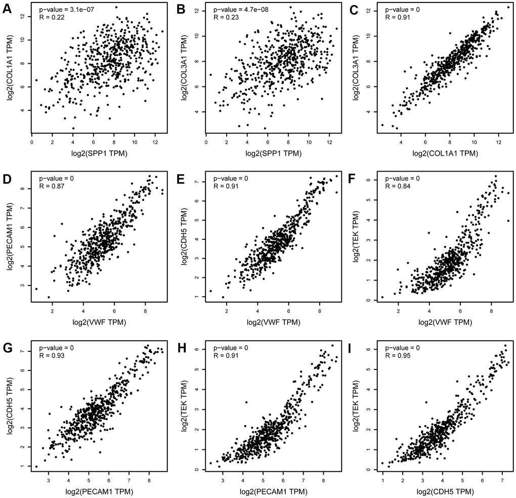 Correlation analysis of upregulated hub genes (SPP1, COL3A1, and COL1A1) and downregulated hub genes (PECAM1, VWF, CDH5, and TEK) in LUAD. (A) SPP1 and COL1A1, (B) SPP1 and COL3A1, (C) COL1A1 and COL3A1, (D) PECAM1 and VWF, (E) PECAM1 and CDH5, (F) PECAM1 and TEK, (G) VWF and CDH5, (H) VWF and TEK, and (I) CDH5 and TEK. TPM, transcript per million. The x-axis represents the TPM of the hub gene MYC (log2). The expression levels of upregulated hub genes (SPP1, COL3A1, and COL1A1) were positively correlated with each other. The expression levels of downregulated hub genes (PECAM1, VWF, CDH5, and TEK) were positively correlated with each other.