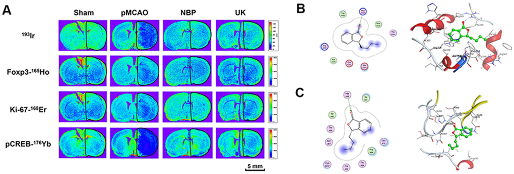 NBP treatment improved Foxp3, Ki-67 and pCREB levels in the ischemia region with pMCAO. (A) For all tissues, 193Ir and the three metal-labeled proteins were measured simultaneously at a resolution of 110 μm. Scale bars = 5 mm. Molecular docking of to (B) Foxp3, (C) Ki-67.