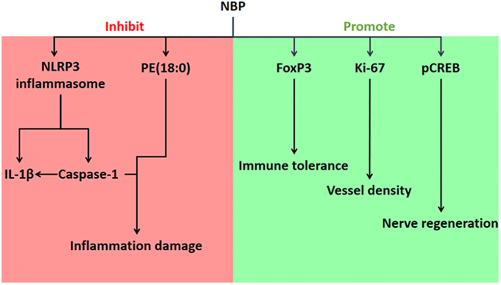 Effects of NBP on ischemic stroke in pMCAO rats, and the associated mechanisms.