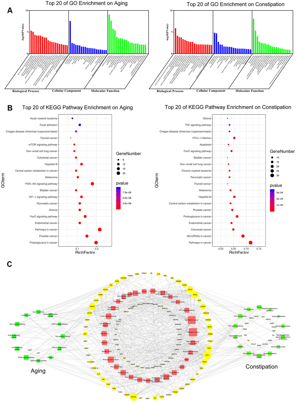 GO enrichment analysis (A) and KEGG pathway analysis (B) of potential targets of aging and constipation. The size of the bubbles in each bubble chart represents the gene counts of this entry. The colors from cold to warm represent the P values from large to small. Each bubble chart is sorted by P value. GO: gene ontology; KEGG: kyoto encyclopedia of genes and genomes. (C) The target-pathway network diagram of aging and constipation. The yellow labels and the blue labels represent disease targets and signing pathways, respectively. The red labels and the green labels represent the common signaling pathways between aging and constipation, and the unique disease targets for aging or constipation, respectively. The size of each label represents its degree. The thickness and color of the lines represent edge. The edges represent the interactions between them and node sizes are proportional to their degree. The blue nodes and the red nodes represent targets pathways, respectively.