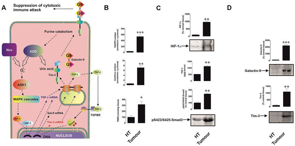 Increased redox status, upregulated HIF-1α and TGF-β/Smad3 pathways as well as Tim-3 and galectin-9 expression in breast tumour tissues compared to non-transformed peripheral tissues. The proposed pathway studied is summarised in panel (A), where it is indicated that xanthine oxidase (XOD) and NADPH oxidase (Nox) produce ROS which activate AP-1 transcription factor through ASK1-controlled MAP kinase cascades. HIF-1 and AP-1 contribute to the activation of TGF-β expression, which then displays autocrine activity and stimulates the activation of galectin-9 and possibly Tim-3 expression through Smad3 transcription factor. Tissue lysates were subjected to measurement of xanthine oxidase and NADPH oxidase activities as well as TBRS levels (B). HIF-1α accumulation, tissue-associated TGF-β and phospho-S423/S425-Smad3 levels (C) as well as levels of tissue-associated Tim-3 and galectin-9 (D) were analysed in tissue lysates. All quantities are expressed in respective units per 1 gram of the tissue. Normalisations against total protein loaded (for Western blot; measured by Li-Cor protein assay kit) and per mg of the total protein for enzyme activities and TBRS assays were also performed. These results are presented in the Supplementary Figure 1. Images are from one experiment representative of five which gave similar results. Data are shown as mean values ± SEM of five independent experiments. * - p vs non-transformed peripheral tissue abbreviated as HT (healthy tissue).