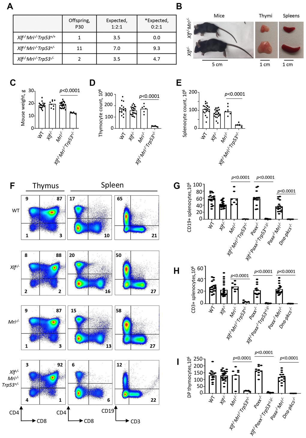 Development of B and T lymphocytes in Xlf-/-Mri-/-Trp53+/- mice. (A) Number of thirty-day-old mice (P30) of indicated genotypes. *Expected distribution assuming lethality. (B) Comparison of body size, thymi and spleens of XLF/MRI-deficient and XLF-deficient mice of the same age. (C) Weights of WT, Xlf-/-, Mri-/-, Xlf-/-Mri-/-Trp53+/- mice. (D, E) Number (×106) of thymocytes (D) and splenocytes (E) in WT, Xlf-/-, Mri-/-, Xlf-/-Mri-/-Trp53+/- mice. (F) Flow cytometric analysis of thymic and splenic T cell subsets and splenic B cells. (G, H, I) Number (×106) of splenic CD19+ B cells (G), splenic CD3+ T cells (H) and thymic CD4+CD8+ double positive (DP) T cells (I) in WT, Xlf-/-, Mri-/-, Xlf-/-Mri-/-Trp53+/-, Paxx-/-, Xlf-/-Paxx-/-Trp53+(-)/- and Paxx-/-Mri-/- mice. Dna-pkcs-/- mice were used as an immunodeficient control. Comparisons between every two groups were made using one-way ANOVA, GraphPad Prism 8.0.1. Xlf-/-Paxx-/-Trp53+(-)/- is a combination of Xlf-/-Paxx-/-Trp53+/- and Xlf-/-Paxx-/-Trp53-/-. Not shown in the graph for (G): WT vs Paxx-/-Mri-/-, pPaxx-/- vs Paxx-/-Mri-/-, pMri-/- vs Paxx-/-Mri-/-, pXlf-/- vs Paxx-/-Mri-/-, p=0.9270 (n.s), Xlf-/-Mri-/-Trp53+/- vs Paxx-/-Mri-/-, pXlf-/-Paxx-/-Trp53+(-)/- vs Paxx-/-Mri-/-, p