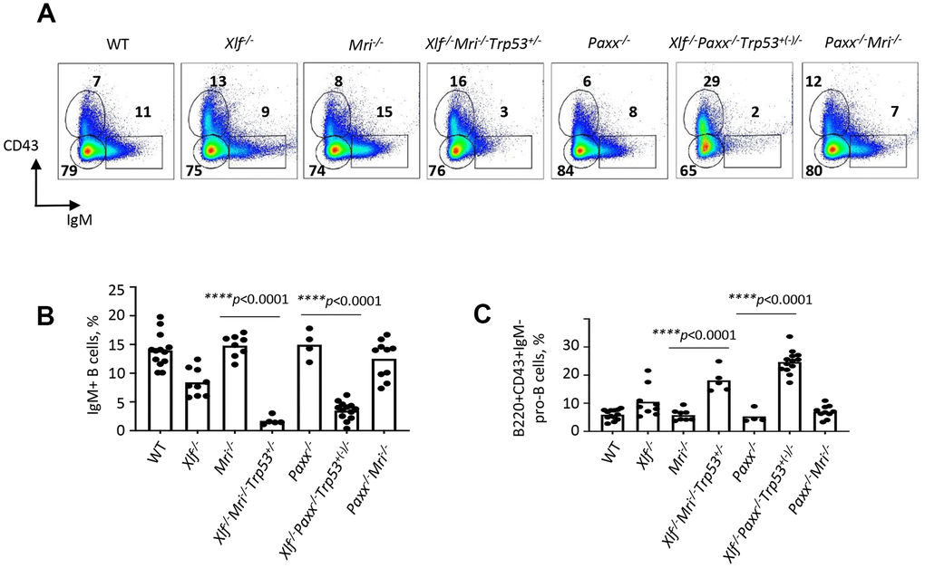 Development of B cells is abrogated in bone marrow of Xlf-/-Mri-/-Trp53+/- and Xlf-/-Paxx-/-Trp53+/- mice. (A) Flow cytometric analysis of developing B cells. Upper left boxes mark B220+CD43+IgM- progenitor B cell populations, and lower right boxes mark the B220+CD43-IgM+ B cells. (B, C) Frequencies (%) of B220+CD43-IgM+ B cells (B) and B220+CD43+IgM- progenitor B cells (C) in WT, Xlf-/-, Mri-/-, Xlf-/-Mri-/-Trp53+/-, Paxx-/-, Xlf-/-Paxx-/-Trp53+(-)/- and Paxx-/-Mri-/- mice. Comparisons between groups were made using one-way ANOVA, GraphPad Prism 8.0.1. Xlf-/-Paxx-/-Trp53+(-)/- is a combination of Xlf-/-Paxx-/-Trp53+/- and Xlf-/-Paxx-/-Trp53-/-.