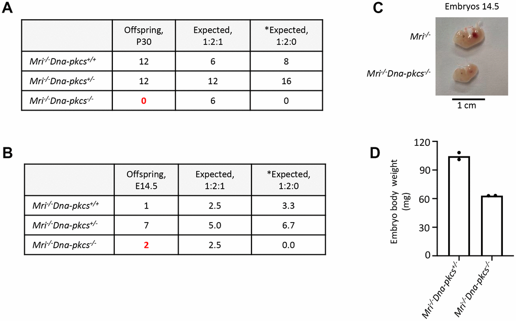 Genetic interaction between Mri and Dna-pkcsin vivo. (A) No live-born Mri-/-Dna-pkcs-/- mice were detected. (B, C) Mri-/-Dna-pkcs-/- embryos were detected at day E14.5. (D) Body weight in milligrams (mg) from two E14.5 Mri-/-Dna-pkcs-/- and Mri-/-Dna-pkcs+/- embryos from the same litter. The mendelian ratio 1:2:1 in embryos was verified by the Chi-Square test (χ2). The χ2 was 1.8 and its corresponding probability was between 25 and 50%. *Expected distribution assuming lethality.