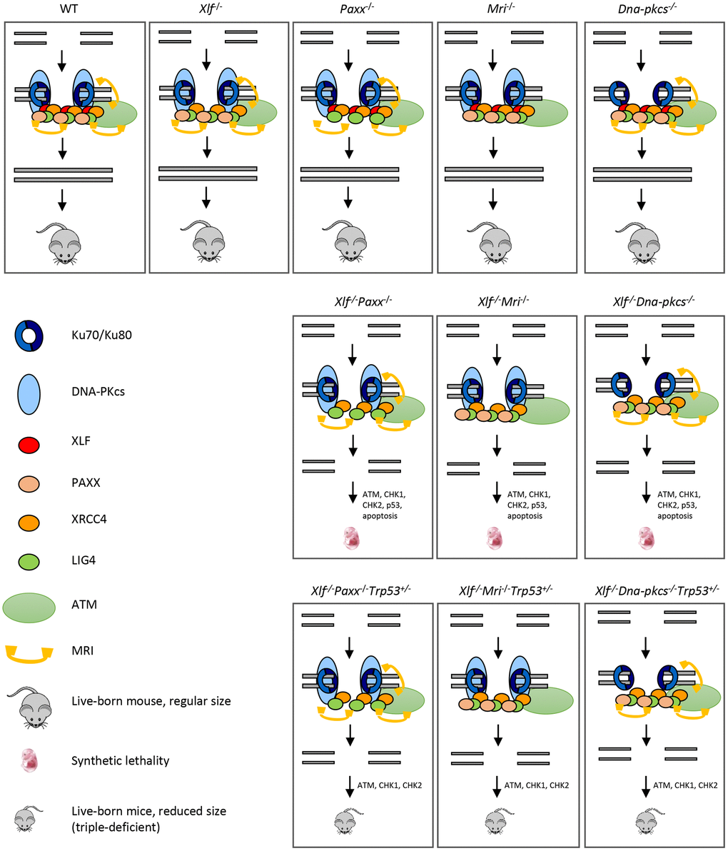 Mutations in NHEJ genes result in distinct phenotypes. Suggested models. Inactivation of Paxx or Mri results in live-born mice with nearly no DNA repair defects. Inactivation of Xlf or Dna-pkcs results in live-born mice with increased levels of genomic instability due to reduced NHEJ activity. Combined inactivation of Xlf/Paxx, Xlf/Mri or Xlf/Dna-pkcs leads to embryonic lethality in mice that correlate with high levels of genomic instability and nearly no NHEJ. Accumulated DSBs activate the ATM-dependent DNA damage response (DDR) pathway; ATM phosphorylates CHK checkpoint proteins that further trigger cell cycle arrest and apoptosis. Alternative end-joining is blocked by presence of Ku70/Ku80. Inactivation of one or two alleles of Trp53 rescues embryonic lethality of Xlf/Paxx, Xlf/Mri and Xlf/Dna-pkcs mice. While in these mice the levels of DSBs are increased and ATM-dependent DDR response is activated, lack of p53 prevents massive apoptosis and thus results in alive mice. Sizes of the triple-deficient mice are reduced, as one option, due to DNA damage-dependent cell cycle arrest in multiple cells of the body. The embryonic lethality in mice lacking Xlf/Paxx and Xlf/Mri is likely to be rescued by inactivation of Ku70 or Ku80.