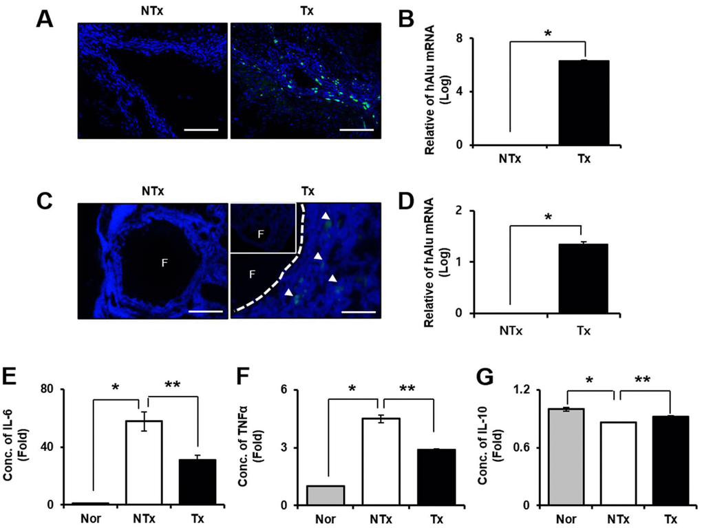 Effect of engraftment and anti-inflammation of PD-MSCs in TAA-injured rat model. Engraftment of PD-MSCs was determined using PKH 67 (green) labeling and human-specific alu sequence (20x magnification) from liver (A, B) and ovary (C, D) in TAA-injured rat model. Pro-inflammatory factors (E, F) and Anti-inflammatory factors (G) were analyzed in serum of TAA-injured rat model. Data represent the mean ± S.D. * Significantly different versus Normal (*p). ** Significantly different versus NTx (**p).