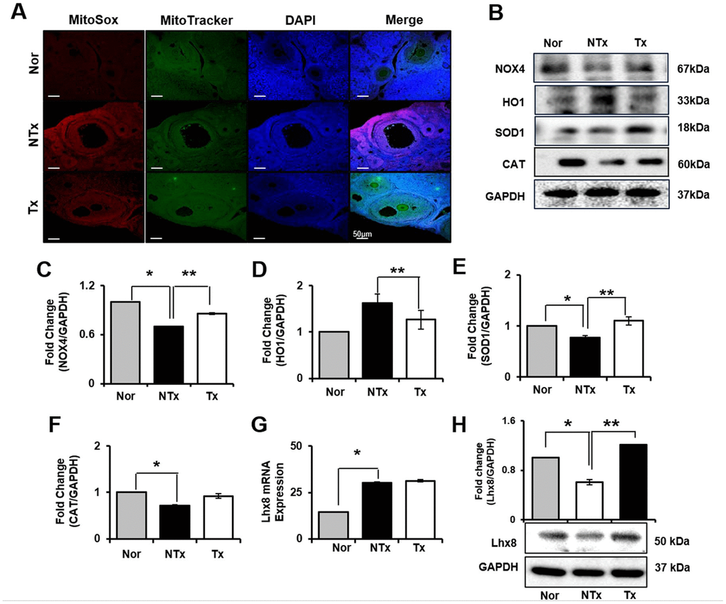 Effect of antioxidant of PD-MSCs in ovary of TAA-injured rat model. Mito SOX and Mito Tracker were stained on ovary of TAA-injured rat model by immunofluorescence (A). The gene expression related to antioxidants were evaluated in ovary of TAA-injured rat model by western blot (B). Changes in protein levels are expressed (bar histogram) as band density normalized versus GAPDH (C–F). The Lhx8 expression of mRNA (G) and protein (H) were analyzed in ovary of TAA-injured rat model by qRT-PCR and western blot. Data represent the mean ± S.D. * Significantly different versus Normal (*p). ** Significantly different versus NTx (**p).