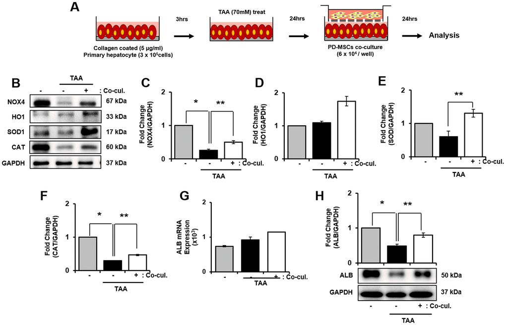 Effect of antioxidant of PD-MSCs in TAA-treated rat primary hepatocytes. Schematic showing the experimental protocol (A) The gene expression related to antioxidants were analyzed in TAA-treated rat primary hepatocytes according to PD-MSCs co-cultivation (B) Changes in protein levels are expressed (bar histogram) as band density normalized versus GAPDH (C–F) The Albumin expression of mRNA (G) and protein (H) were analyzed in TAA-treated rat hepatocytes according to PD-MSCs co-cultivation by qRT-PCR and western blot. Data represent the mean ± S.D. * Significantly different versus Normal (*p). ** Significantly different versus NTx (**p).