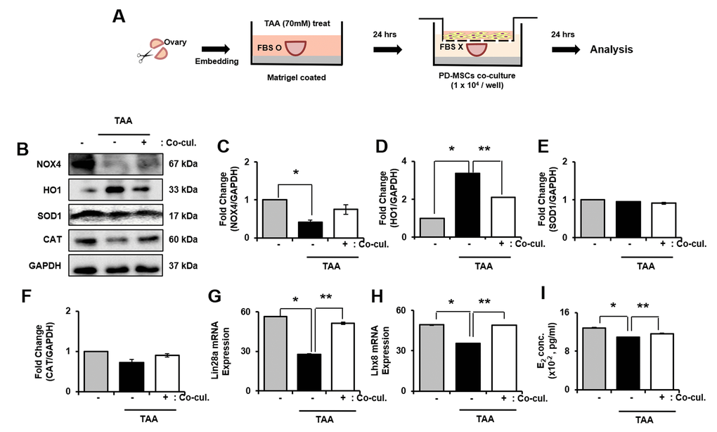 Effect of antioxidant of PD-MSCs in TAA-treated ovary in ex vivo. Schematic showing the experimental protocol (A) The gene expression related to antioxidants were evaluated in TAA-treated ovary according to PD-MSCs co-cultivation by western blot (B) Changes in protein levels are expressed (bar histogram) as band density normalized versus GAPDH (C–F) The mRNA expression of Lin28a and Lhx8 were analyzed in TAA-treated ovary according to PD-MSCs co-cultivation by qRT-PCR (G, H) The E2 hormone levels of supernatant was analyzed in supernatant of TAA-treated ovary according to PD-MSCs co-cultivation by Elisa assay (I) Data represent the mean ± S.D. * Significantly different Versus Normal (*p). ** Significantly different versus NTx (**p).