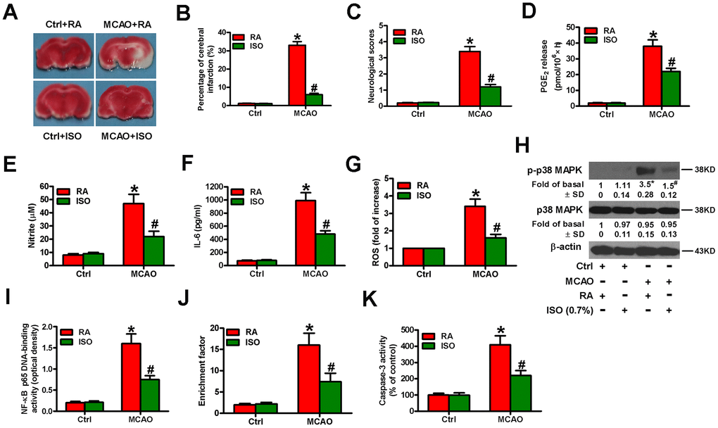 Sub-anesthetic ISO post-conditioning attenuates MCAO-induced inflammation and apoptosis in rat brains. Rats were subjected to a right MCAO or sham operation (control) for 2 h and then treated with or without 0.7% ISO for 1 h. At 24 h after MCAO, seventy-six rats (Ctrl + RA, n = 20; Ctrl + ISO, n = 20; MCAO + RA, n = 17; MCAO + ISO, n = 19) still survived and then they were sacrificed under anesthesia. (A) Representative images of the TTC-stained brain tissue sections showing infarction areas (n = 8 per group). (B) Quantitative measurements of the infraction volume (n = 8 per group). (C) Histogram plots show neurologic deficit scores (n = 12 per group). (D) Quantification of rat serum PGE2 levels by RIA (n = 16 per group). (E) Quantification of rat serum NO levels by Griess reagent (n = 16 per group). (F) ELISA analysis of the rat serum IL-6 levels (n = 8 per group). (G) Analysis of ROS level by DCFH-DA assay in brain homogenates (n = 9 per group). The data represent the relative DCF fluorescence. (H) Representative western blots show total and phospho-p38 MAPK in the brain homogenates (n = 9 per group). β-actin was used as the normal control. (I) Estimation of NF-κB p65 DNA-binding activity in brain homogenates using a TransAM NF-κB p65 transcription factor assay (n = 9 per group). (J) Estimation of nucleosomal fragmentation in brain tissues (n = 9 per group). (K) Quantitative measurement of caspase-3 activity (n = 9 per group). Representative data are from three independent experiments and expressed as mean ± SD. Statistical significance: *P #P 