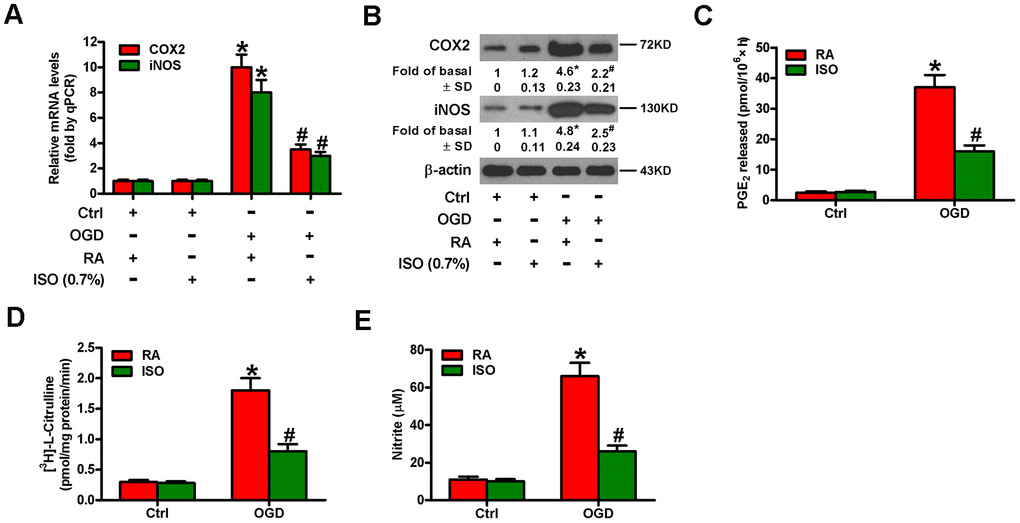 Sub-anesthetic ISO post-conditioning abates OGD-induced COX2/PGE2 and iNOS/NO generation in microglial cells in co-cultures. Co-cultures with or without 3 h-OGD stimulation were exposed to RA with or without 0.7% ISO for 30 min. And co-cultures were continuously cultured under normal conditions for 6, 12, or 24 h after OGD treatment. Then, microglial cells were harvested to measure some indexes. (A) qPCR analysis of COX2 and iNOS mRNA levels at 6 h after OGD treatment. GAPDH was used as the endogenous control. (B) Western blot analysis of COX2 and iNOS protein levels at 12 h after OGD treatment. β-actin was used as the internal control. (C) RIA analysis of PGE2 levels at 24 h after OGD treatment. (D) The iNOS activity was assessed by monitoring the conversion of arginine to citrulline at 12 h after OGD treatment. (E) Colorimetric estimation of NO levels with Griess reagent at 24 h after OGD treatment. Representative data are from three independent experiments and expressed as mean ± SD. Statistical significance: *P #P 