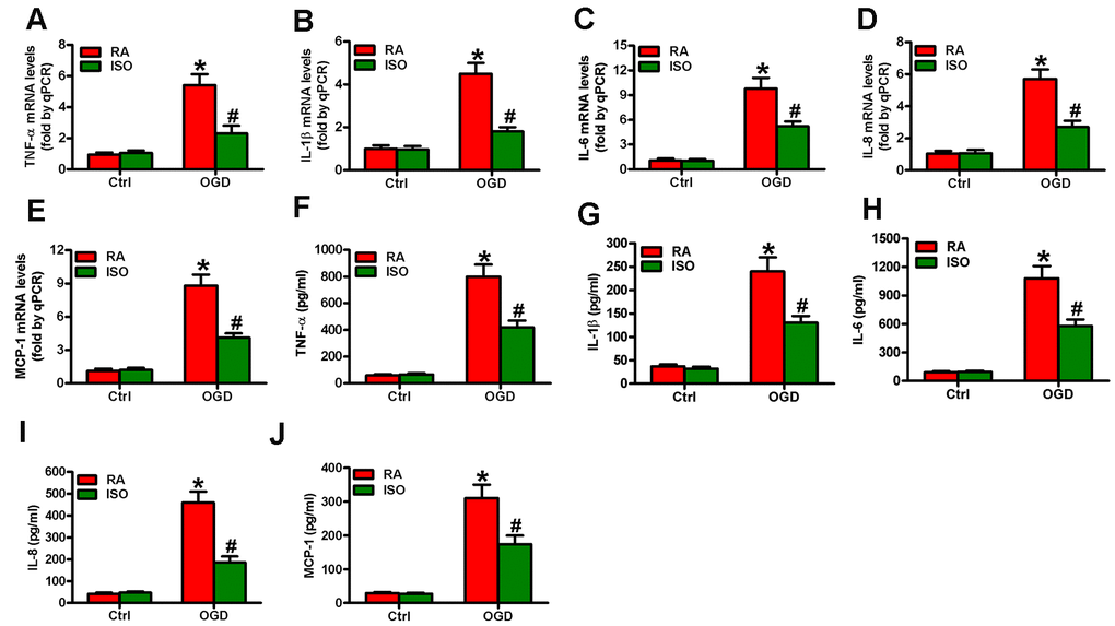 Sub-anesthetic ISO post-conditioning reduces OGD-enhanced inflammatory factors in microglial cells in co-cultures. Co-cultures with or without 3 h-OGD stimulation were exposed to RA with or without 0.7% ISO for 30 min. And co-cultures were continuously cultured under normal conditions for 6 or 12 h after OGD treatment. Then, microglial cells were harvested for next analyses. (A–E) qPCR analysis of (A) TNF-α, (B) IL-1β, (C) IL-6, (D) IL-8 and (E) MCP-1 mRNA levels at 6 h after OGD treatment. (F–J) ELISA analysis of (F) TNF-α, (G) IL-1β, (H) IL-6, (I) IL-8 and (J) MCP-1 protein levels at 12 h after OGD treatment. Representative data are from three independent experiments and expressed as mean ± SD. Statistical significance: *P #P 