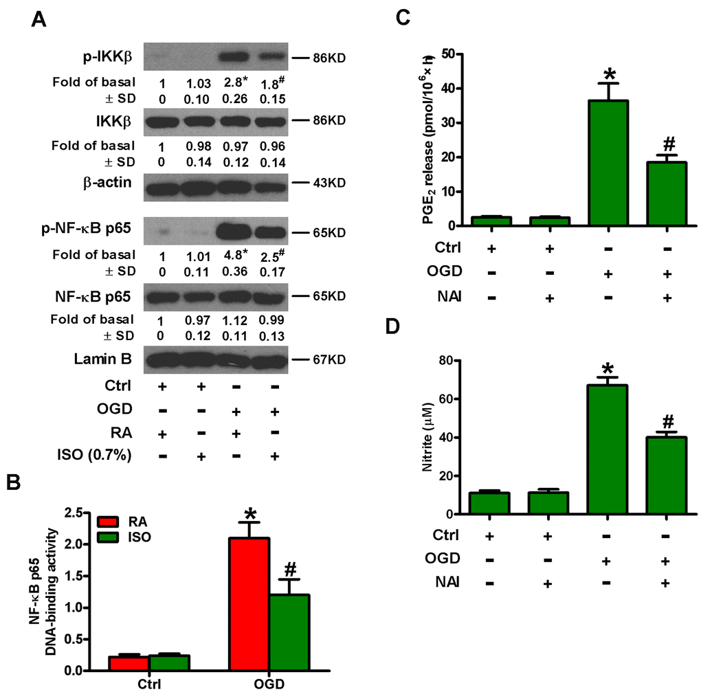 Sub-anesthetic ISO post-conditioning inhibits OGD-led NF-κB p65 activation and PGE2 and NO production in microglial cells in co-cultures. (A, B) At the end of 3 h-OGD or Ctrl treatment, co-cultures were exposed to RA with or without 0.7% ISO for 30 min. All the cells were continuously cultured under normal conditions for 6 or 12 h after OGD stimulation. Then, microglial cells were harvested for subsequent studies. (A) Representative western blots show total and phosphorylated IKKβ and NF-κB p65 levels at 6 h after OGD exposure. β-actin and lamin B were used as the internal controls. (B) NF-κB p65 DNA-binding activity was quantified using the TransAM NF-κB p65 transcription factor assay kit at 12 h after OGD insult. (C, D) Co-cultures with or without NAI (2 μM) pretreatment for 30 min were subjected to 3 h-OGD or Ctrl treatment and continuously cultured under normal conditions for 24 h after OGD stimulation. Then, microglial cells were collected for further analyses. (C) Quantification of PGE2 by RIA. (D) Quantification of NO production by Griess reagent. Representative data are from three independent experiments and expressed as mean ± SD. Statistical significance: *P #P 