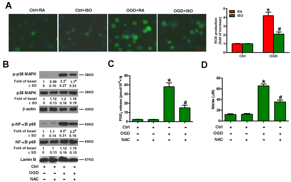Sub-anesthetic ISO post-conditioning represses ROS-mediated activation of p38 MAPK/NF-κB signaling in OGD-stimulated microglial cells in co-cultures. (A) At the end of 3 h-OGD or Ctrl treatment, co-cultures were exposed to RA with or without 0.7% ISO for 30 min. All the cells were continuously cultured under normal conditions for 24 h after OGD exposure. Then, microglial cells were harvested for further analyses. The images of DCFH-DA-stained microglial cells were taken and ROS levels were calculated. Data represent the relative DCF fluorescence. Scale bar: 5 μm. (B–D) Co-cultures with or without NAC (5 mM) pretreatment for 30 min were subjected to 3 h-OGD or Ctrl treatment and continuously cultured under normal conditions for 6 or 24 h after OGD stimulation. Then, microglial cells were harvested for assays. (B) Representative western blots show total and phosphorylated p38 MAPK and NF-κB p65 levels at 6 h after OGD exposure. β-actin and lamin B were used as the internal controls. (C) Quantification of PGE2 levels by RIA at 24 h after OGD exposure. (D) Quantification of NO production by Griess reagent at 24 h after OGD stimulation. Representative data are from three independent experiments and expressed as mean ± SD. Statistical significance: *P #P 