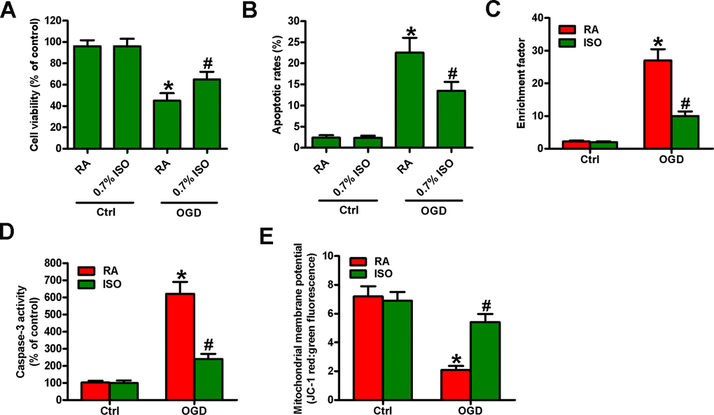 Sub-anesthetic ISO post-conditioning increases the survival of OGD-treated neurons in co-cultures. Co-cultures with or without 3 h-OGD stimulation were exposed to RA with or without 0.7% ISO for 30 min. After co-cultures were continuously cultured for 24 h under normal conditions, neurons were collected for further analyses. (A) MTT assay shows neuronal viability. (B) Flow cytometry analysis of neuronal apoptosis. (C) The nucleosomal fragmentation assay for assessing neuron apoptosis. (D) Quantitative analysis of caspase-3 activity. (E) Flow cytometry analysis of JC-1 stained neurons. Representative data are from three independent experiments and expressed as mean ± SD. Statistical significance: *P #P 